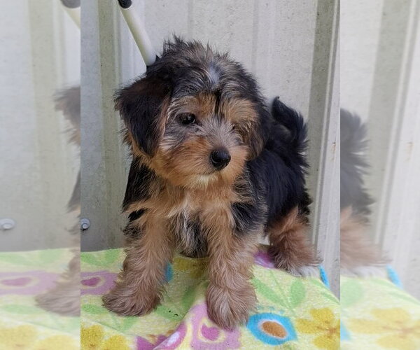 Medium Photo #2 Shih Tzu-Unknown Mix Puppy For Sale in Mountain View, MO, USA