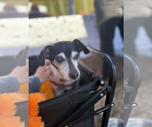 Cookie - Female Mutt Dog for Adoption - Photo #2