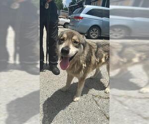 German Shepherd Dog-Huskies Mix Dogs for adoption in Houston, TX, USA
