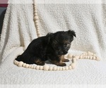 Small Photo #2 Yorkshire Terrier Puppy For Sale in BALTIC, OH, USA