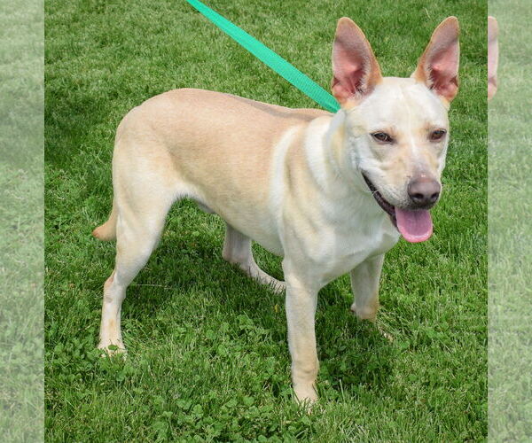 Medium Photo #4 German Shepherd Dog-Unknown Mix Puppy For Sale in Huntley, IL, USA