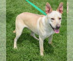 Small #3 German Shepherd Dog Mix