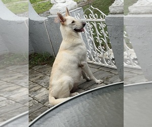 Mother of the German Shepherd Dog puppies born on 08/06/2026
