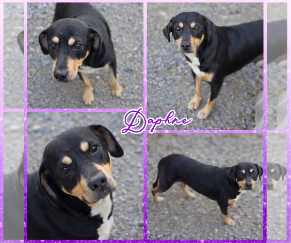 Medium Photo #1 Labbe Puppy For Sale in Blacksburg, SC, USA