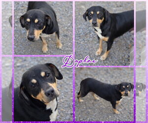 Labbe Dogs for adoption in Blacksburg, SC, USA