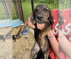 Mutt Dogs for adoption in Mundelein, IL, USA