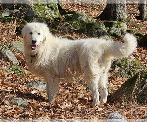 Maremma Sheepdog Dogs for adoption in Croydon, NH, USA