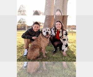 Boxer Dogs for adoption in Austin, TX, USA