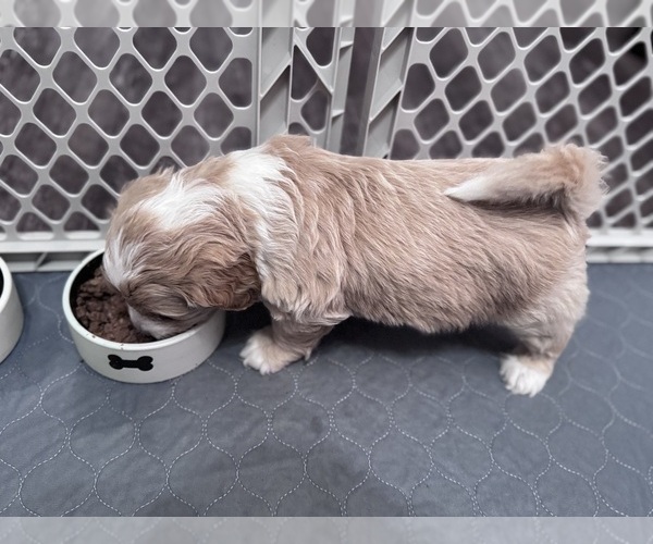 Medium Photo #13 Poodle (Miniature)-Unknown Mix Puppy For Sale in CEDARTOWN, GA, USA
