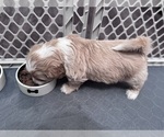 Small Photo #13 Poodle (Miniature)-Unknown Mix Puppy For Sale in CEDARTOWN, GA, USA