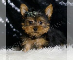 Medium Yorkshire Terrier