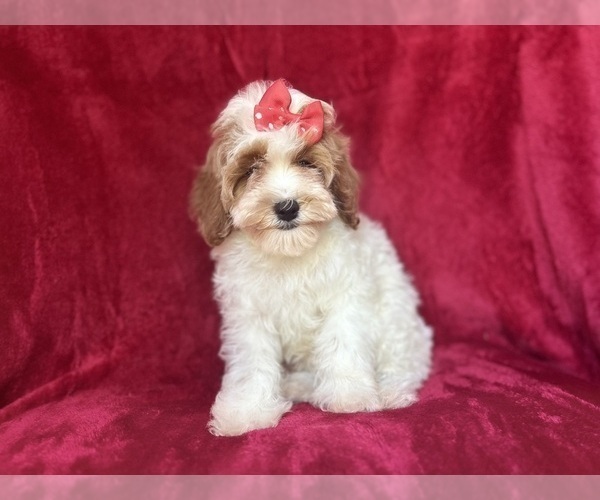 Medium Photo #3 Cock-A-Poo Puppy For Sale in LAKELAND, FL, USA
