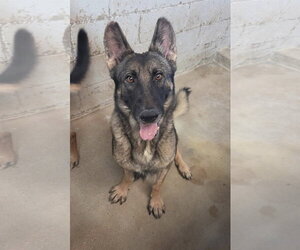 German Shepherd Dog Dogs for adoption in El Centro, CA, USA
