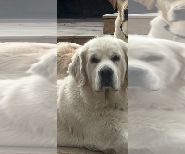 Medium Photo #42 English Cream Golden Retriever Puppy For Sale in MEDFORD TOWNSHIP, NJ, USA