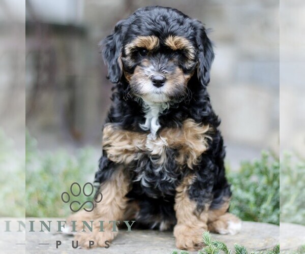Medium Photo #3 Cavapoo (Miniature) Puppy For Sale in KINZERS, PA, USA