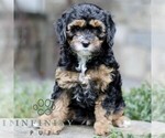Small #2 Cavapoo (Miniature)