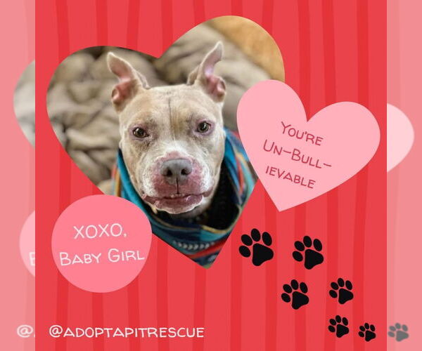 Medium Photo #8 American Pit Bull Terrier-Unknown Mix Puppy For Sale in Germantown, OH, USA