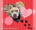 Small #7 American Pit Bull Terrier Mix