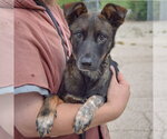 Small #2 Mutt