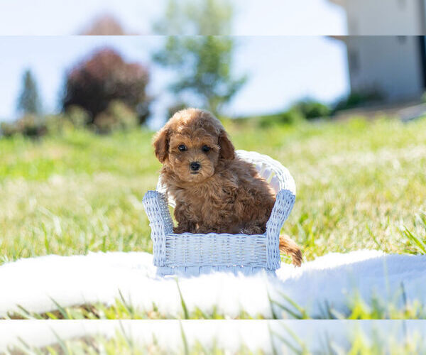 Medium Photo #2 Poodle (Miniature)-Zuchon Mix Puppy For Sale in WARSAW, IN, USA