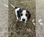 Puppy Puppy 1 Beagle