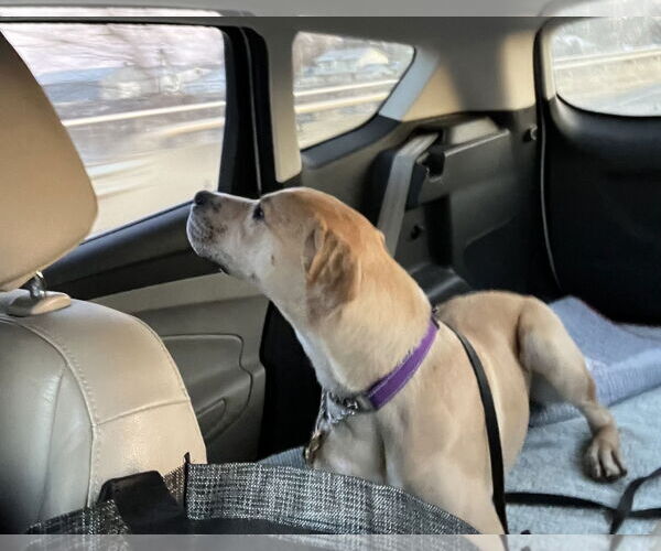 Medium Photo #3 Mutt Puppy For Sale in Emmett, ID, USA