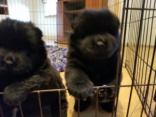 Chow Chow Puppy for sale in HODGENVILLE, KY, USA