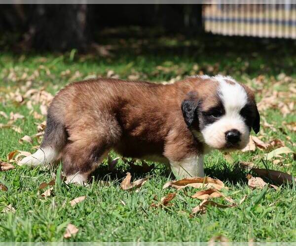 Medium Photo #1 Saint Bernard Puppy For Sale in TURLOCK, CA, USA