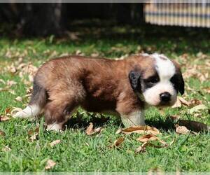 Saint Bernard Puppy for sale in TURLOCK, CA, USA