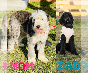 Mother of the Sheepadoodle puppies born on 03/11/2022