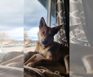 Mutt Dogs for adoption in Polson, MT, USA