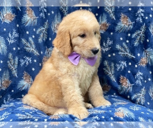 Medium Photo #7 Double Doodle Puppy For Sale in LAKELAND, FL, USA