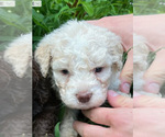 Small Photo #1 Lagotto Romagnolo Puppy For Sale in SCARSDALE, NY, USA