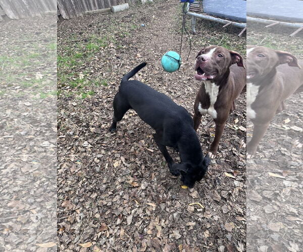 Medium Photo #2 Mutt Puppy For Sale in Jackson, MS, USA