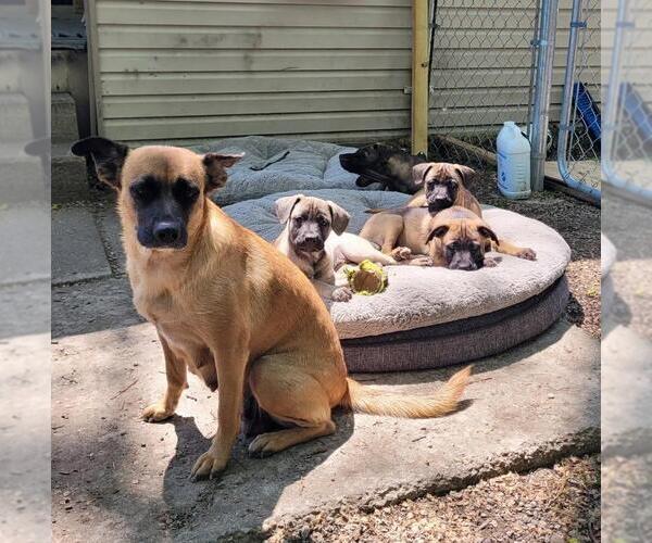 Medium Photo #4 Mutt Puppy For Sale in Rootstown, OH, USA