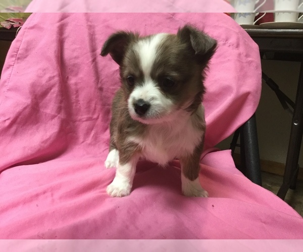 Medium Photo #2 Chihuahua-Chorkie Mix Puppy For Sale in BATTLE CREEK, MI, USA