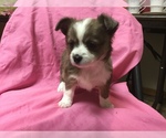 Small Photo #2 Chihuahua-Chorkie Mix Puppy For Sale in BATTLE CREEK, MI, USA