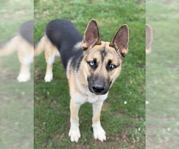 Medium Photo #8 Gerberian Shepsky Puppy For Sale in Canton, CT, USA