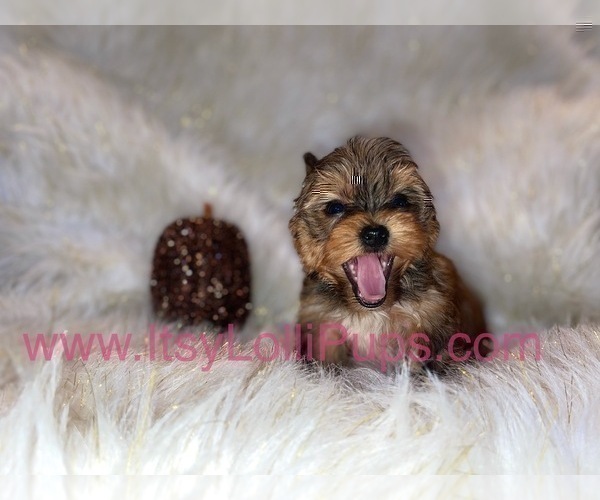 Medium Photo #26 Yorkshire Terrier Puppy For Sale in HAYWARD, CA, USA