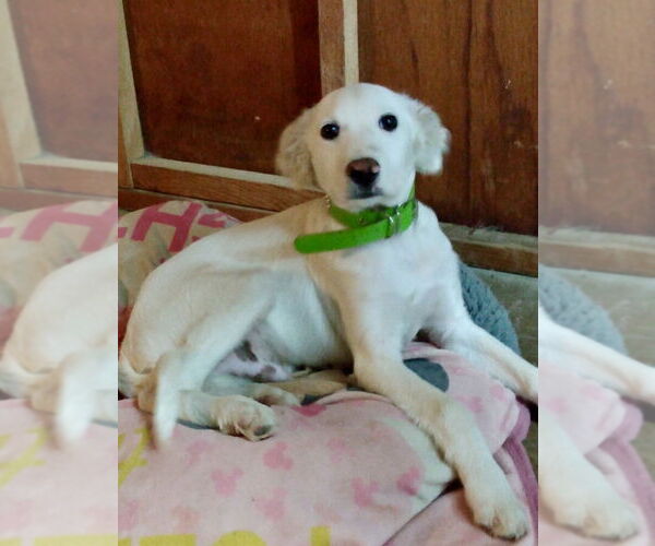 Medium Photo #2 Mutt Puppy For Sale in San Diego, CA, USA