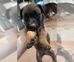 Labrador Retriever-Unknown Mix Dogs for adoption in Dana Point, CA, USA