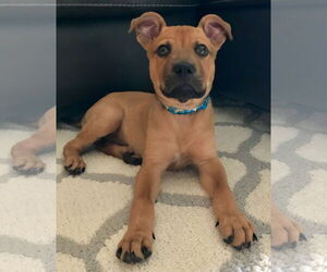 Huncho - Male Black Mouth Cur-Boxer Mix Dog for Adoption - Photo #6