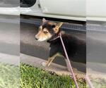 Small Shiba Inu