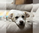 Small #1 Chihuahua Mix