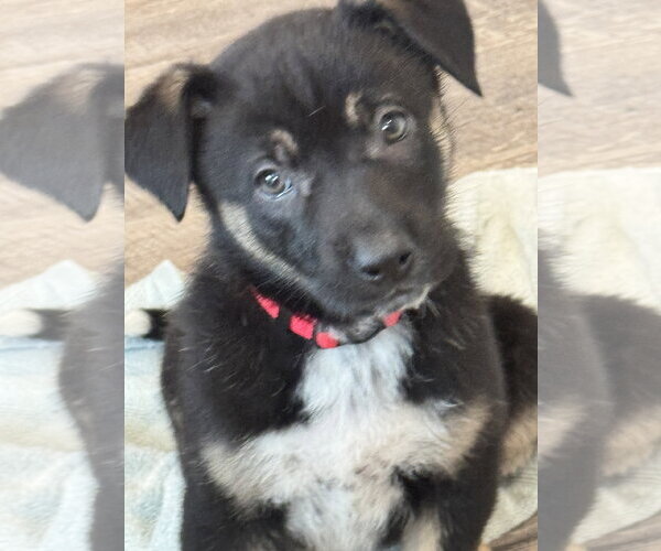 Medium Photo #2 Labrador Retriever-Unknown Mix Puppy For Sale in San Diego, CA, USA