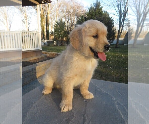 Medium Photo #17 Golden Retriever Puppy For Sale in MECHANICSVILLE, MD, USA