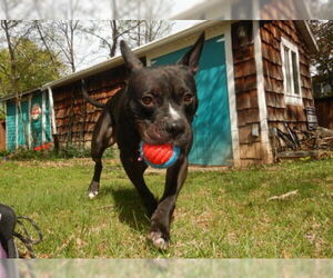 American Pit Bull Terrier Dogs for adoption in Derwood, MD, USA