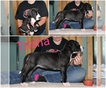 Small Photo #3 Great Dane Puppy For Sale in ULMAN, MO, USA