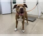 Small American Staffordshire Terrier Mix
