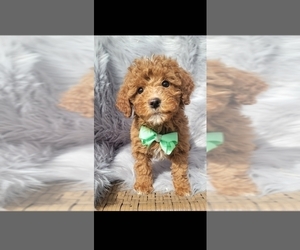 Goldendoodle (Miniature) Puppy for sale in INDIANAPOLIS, IN, USA